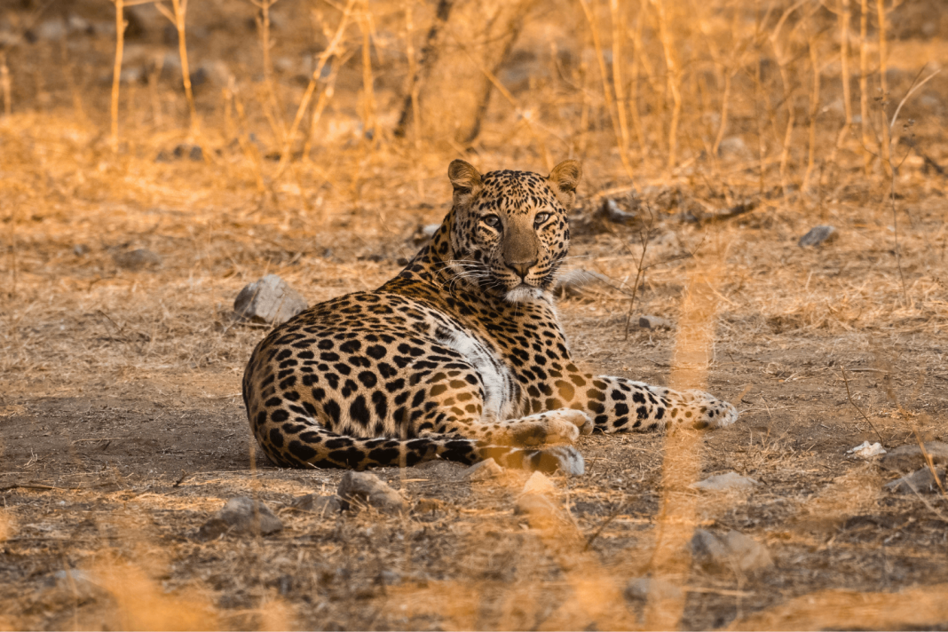 jawai leopard safari