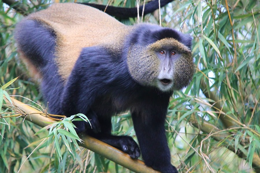 Gorilla Trekking in Uganda